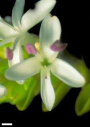 Veronica pauciramosa. Flower. Scale = 1 mm.
 Image: W.M. Malcolm © Te Papa CC-BY-NC 3.0 NZ